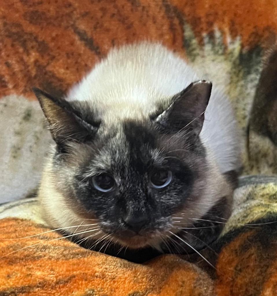 Doritos Locos Taco, Adoptable, Young Female Siamese.