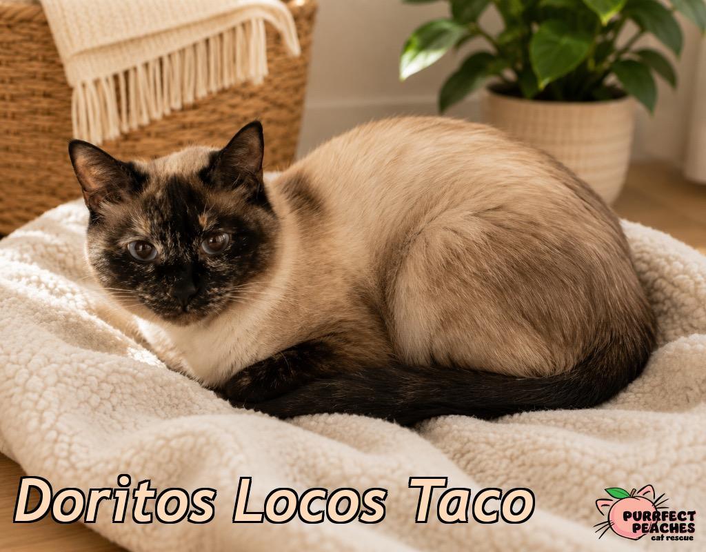 Enlarge Doritos Locos Taco, a Adoptable Siamese in Douglasville, GA image 2/3