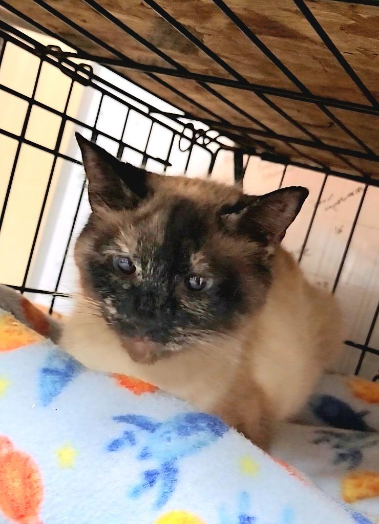 Enlarge Doritos Locos Taco, a Adoptable Siamese in Douglasville, GA image 3/3