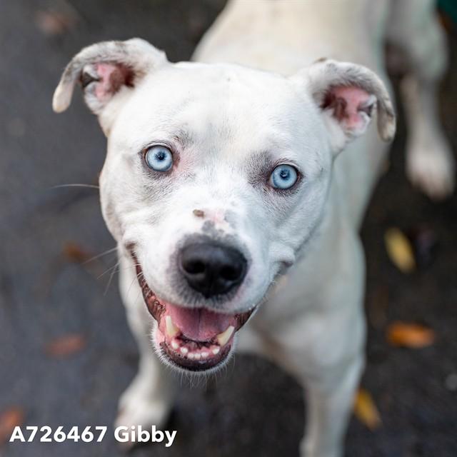 GIBBY, Adoptable, Adult Male Pit Bull Terrier & Siberian Husky.