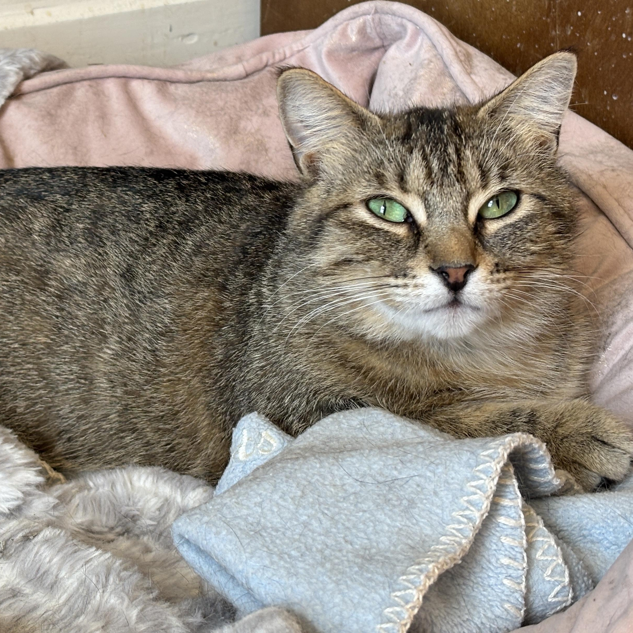 BLANCHE, a ADOPTABLE Torbie in Shakespeare, ON image 1/6
