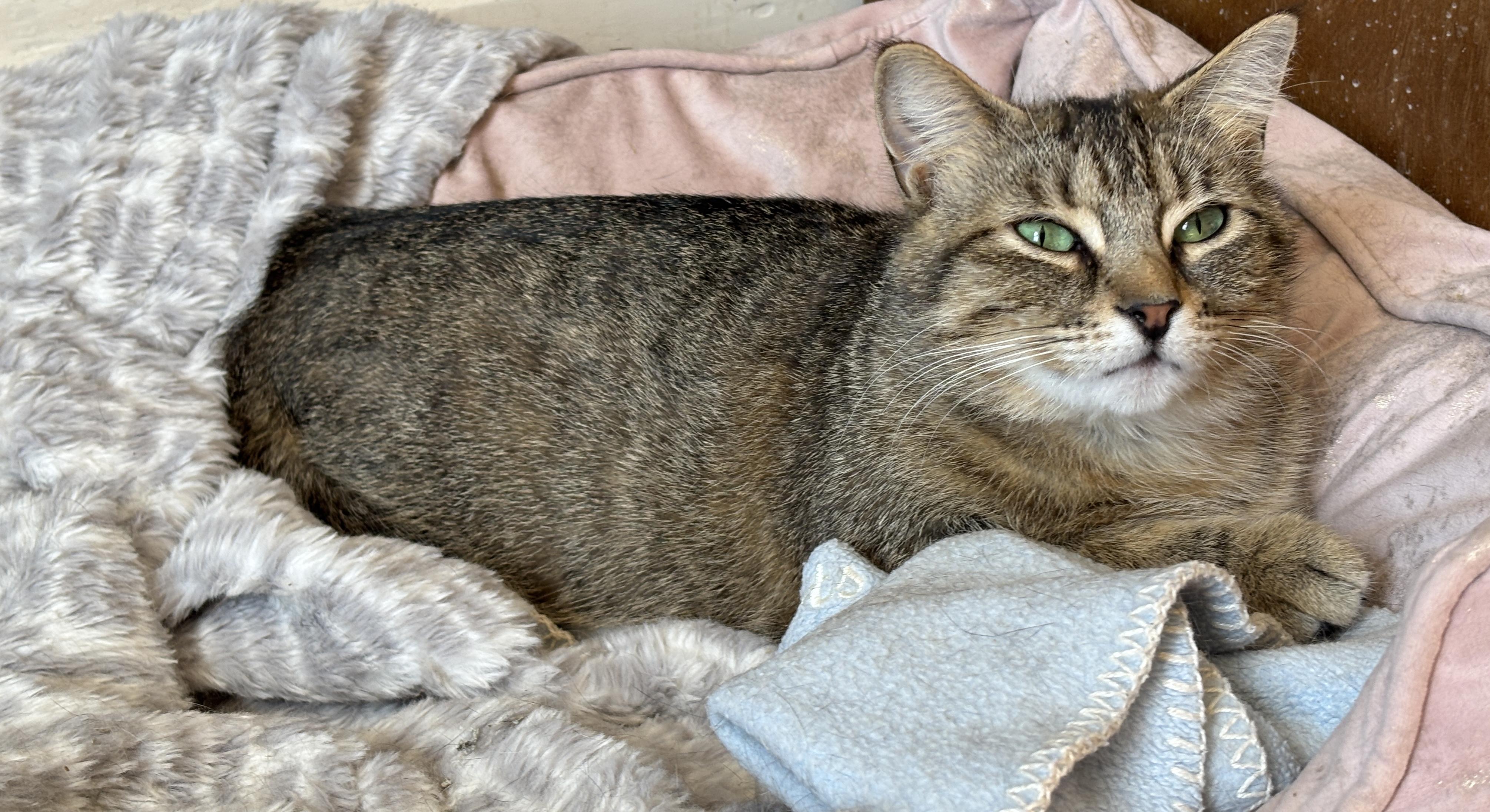 BLANCHE, a ADOPTABLE Torbie in Shakespeare, ON image 2/6