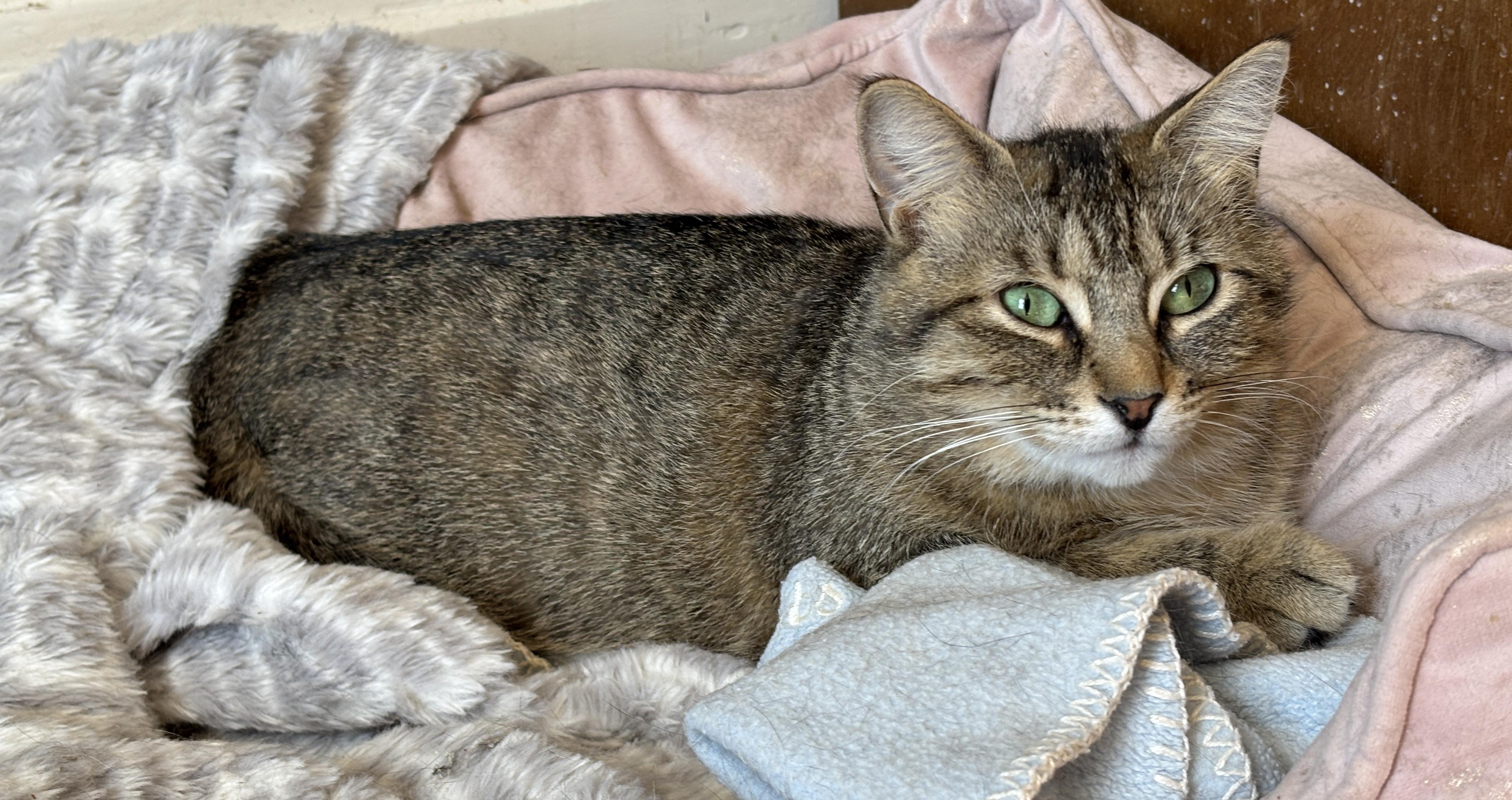 BLANCHE, a ADOPTABLE Torbie in Shakespeare, ON image 3/6