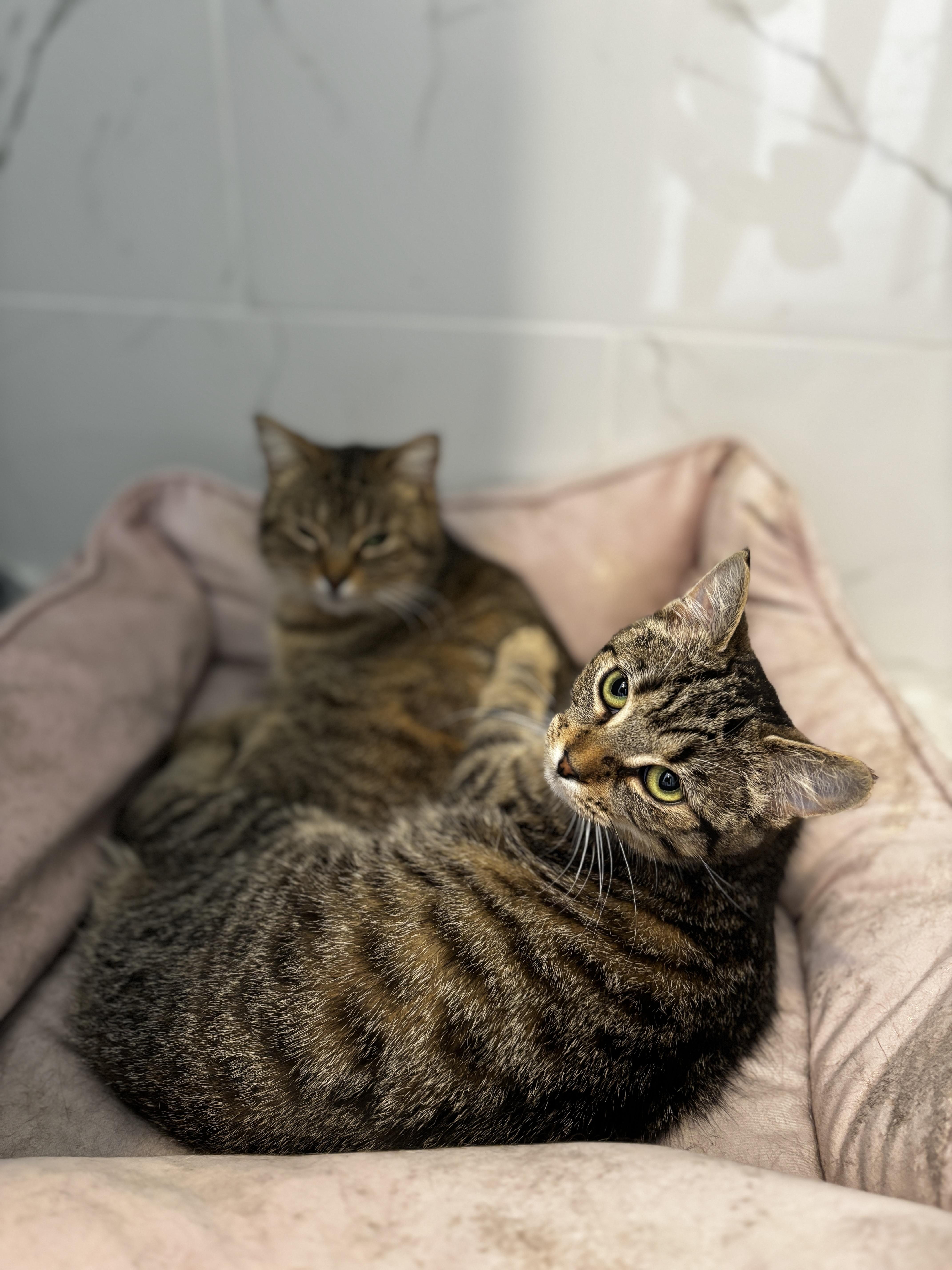 BLANCHE, a ADOPTABLE Torbie in Shakespeare, ON image 6/6