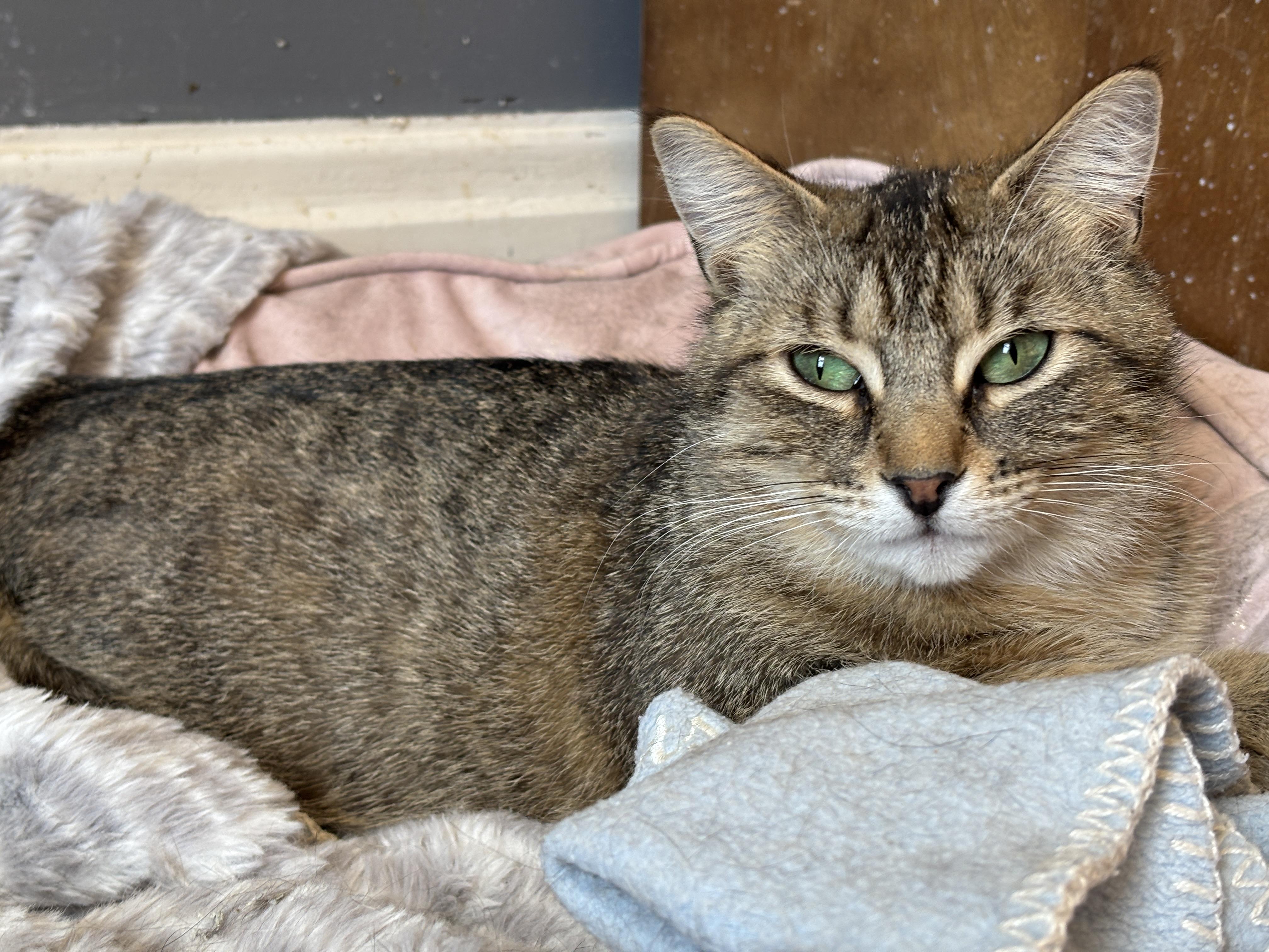 BLANCHE, a ADOPTABLE Torbie in Shakespeare, ON image 5/6