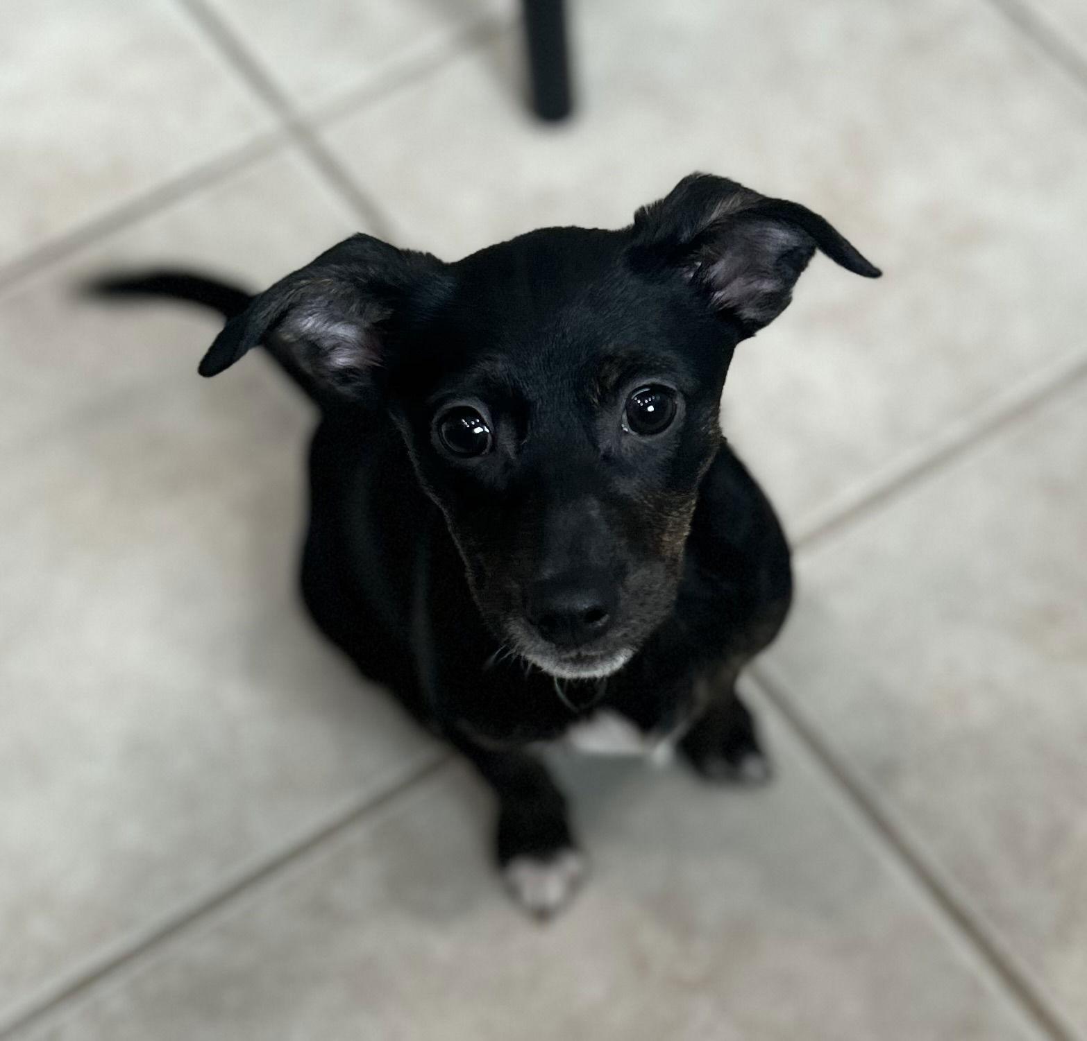 Enlarge Brittany, a Adoptable mixed breed in Stephens City, VA image 1/3