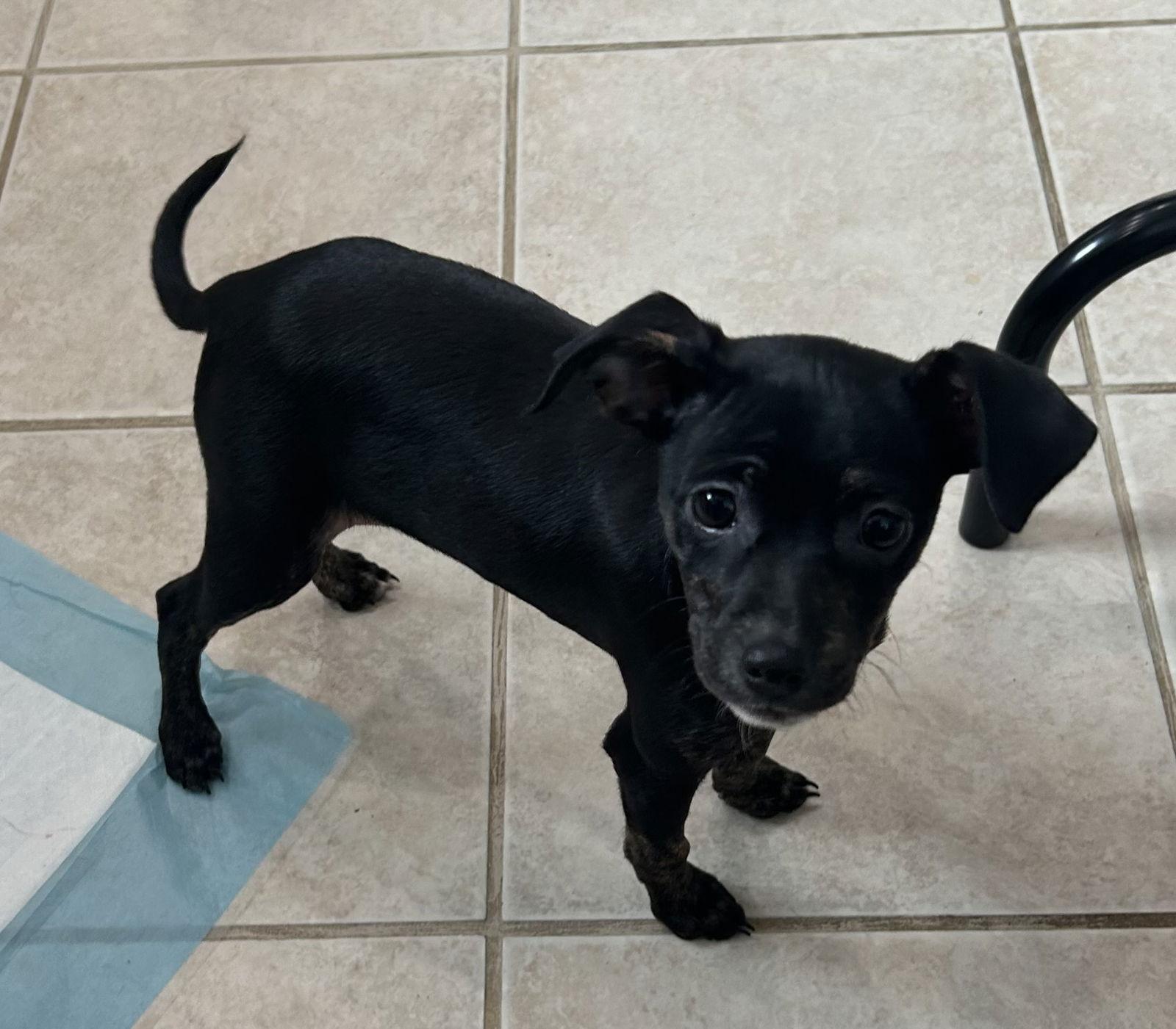 Enlarge Brittany, a Adoptable mixed breed in Stephens City, VA image 2/3