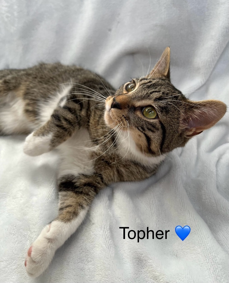 Enlarge Topher, a Adopted Domestic Short Hair in Copley, OH image 1/2