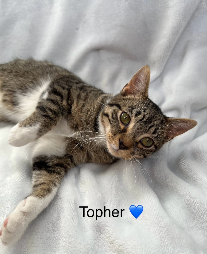 Enlarge Topher, a Adopted Domestic Short Hair in Copley, OH image 2/2