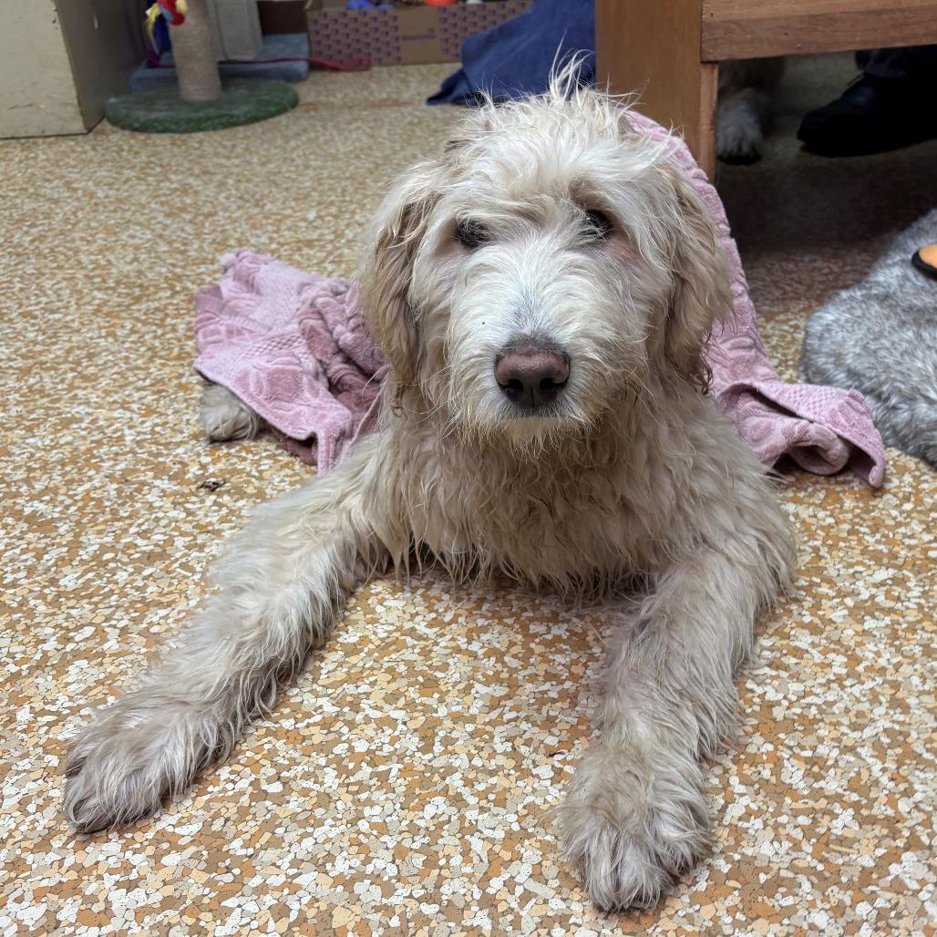 Buzz, Adoptable, Young Male Standard Poodle & Great Pyrenees.