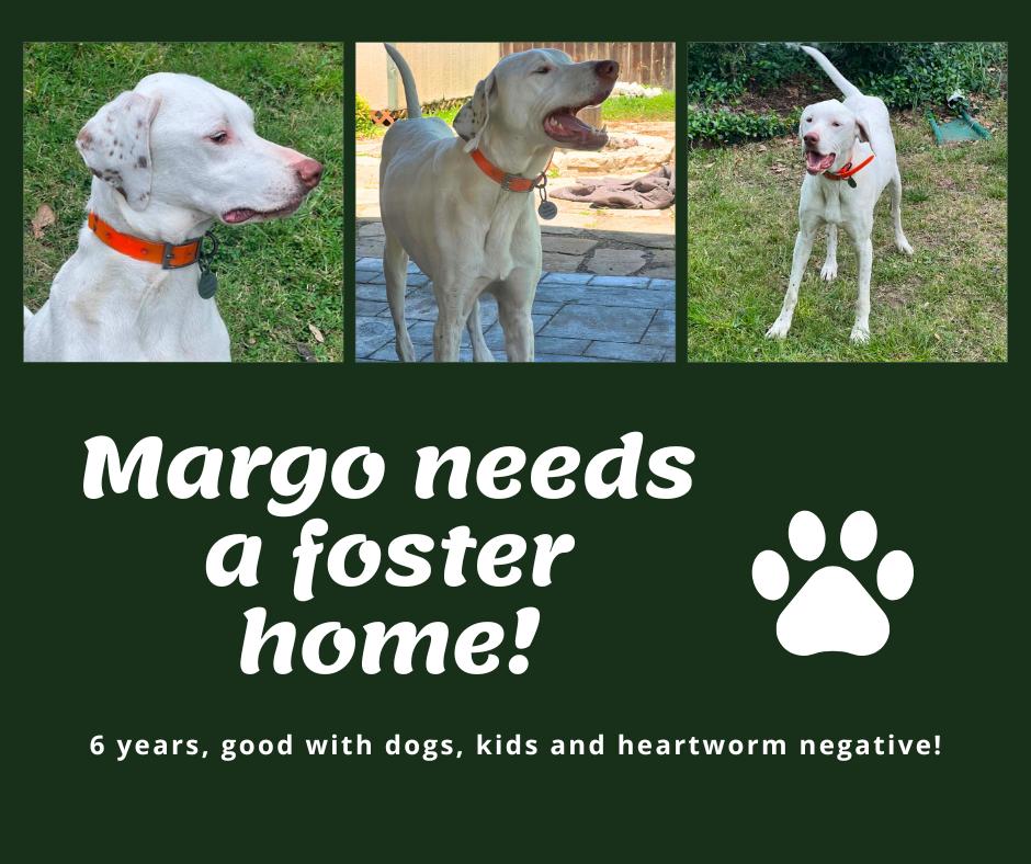 Enlarge Needs Foster Margo (TX), a ADOPTABLE English Pointer in Bridgeton, NJ image 1/1