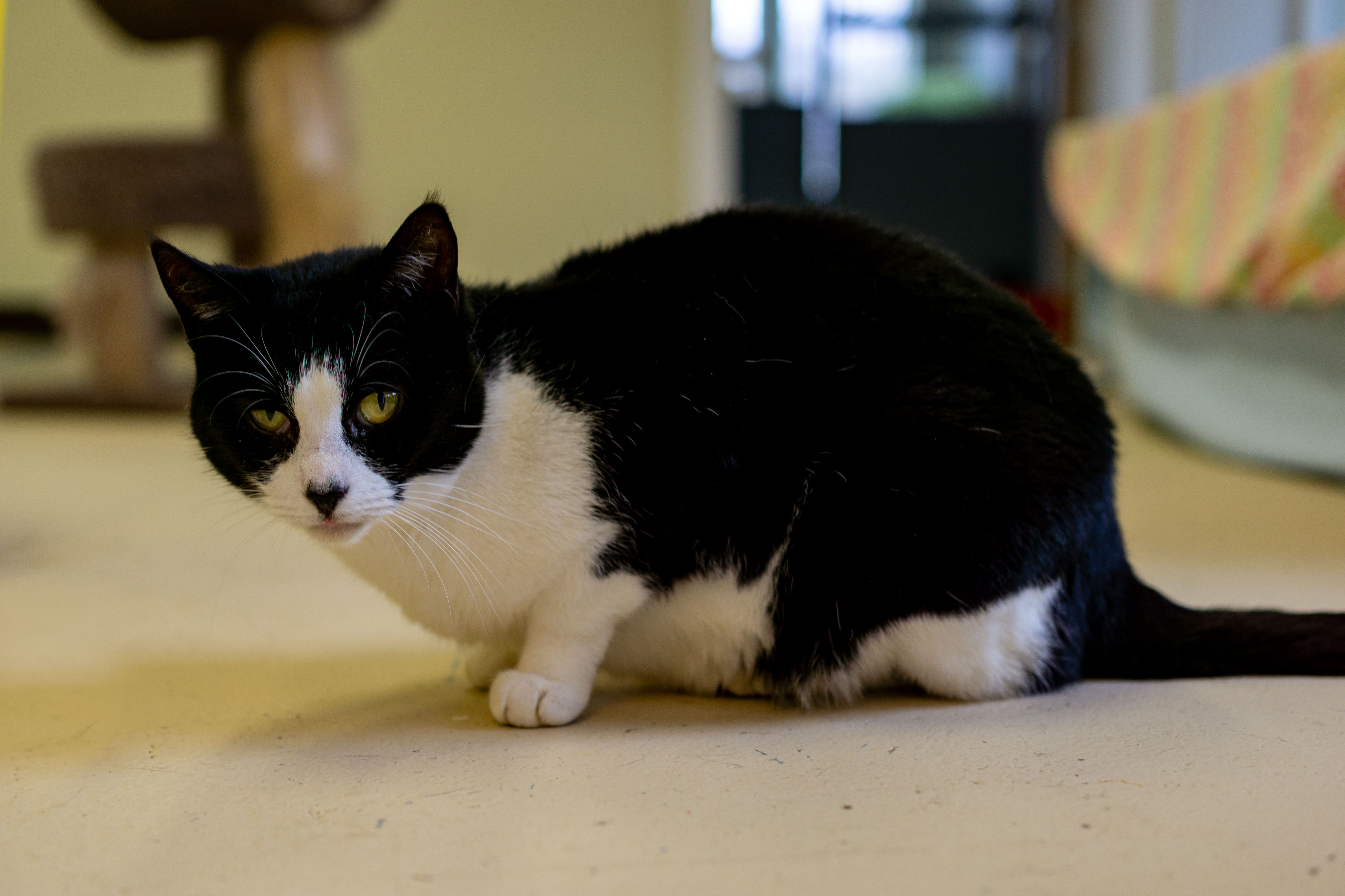 Enlarge Valentine, a Adoptable Domestic Short Hair in Cape May Court House, NJ image 1/1