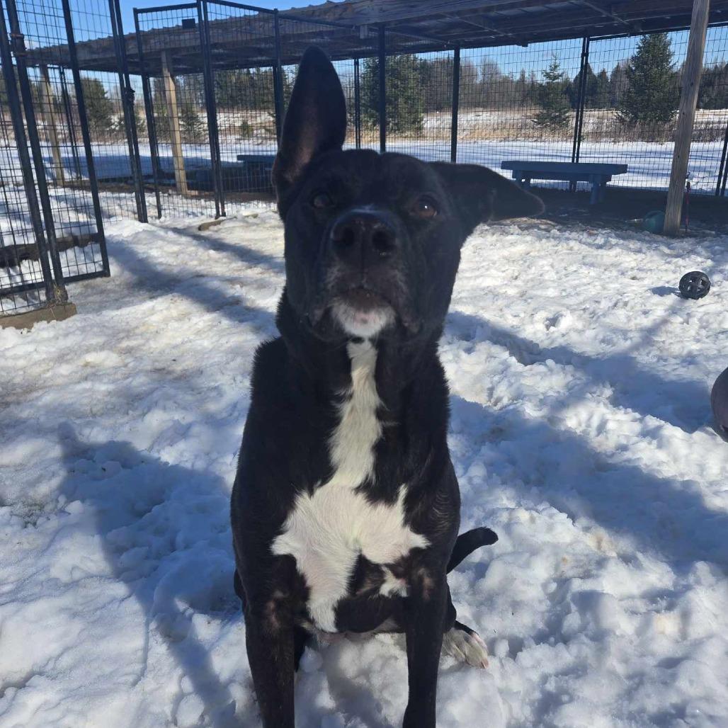 Zoomba, a Adoptable American Staffordshire Terrier in Park Falls, WI image 1/6