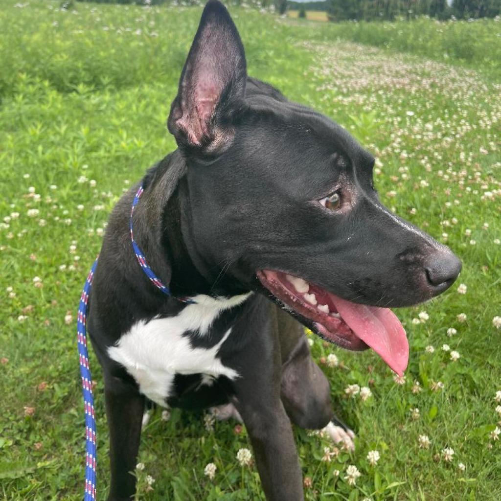 Zoomba, a Adoptable American Staffordshire Terrier in Park Falls, WI image 2/6