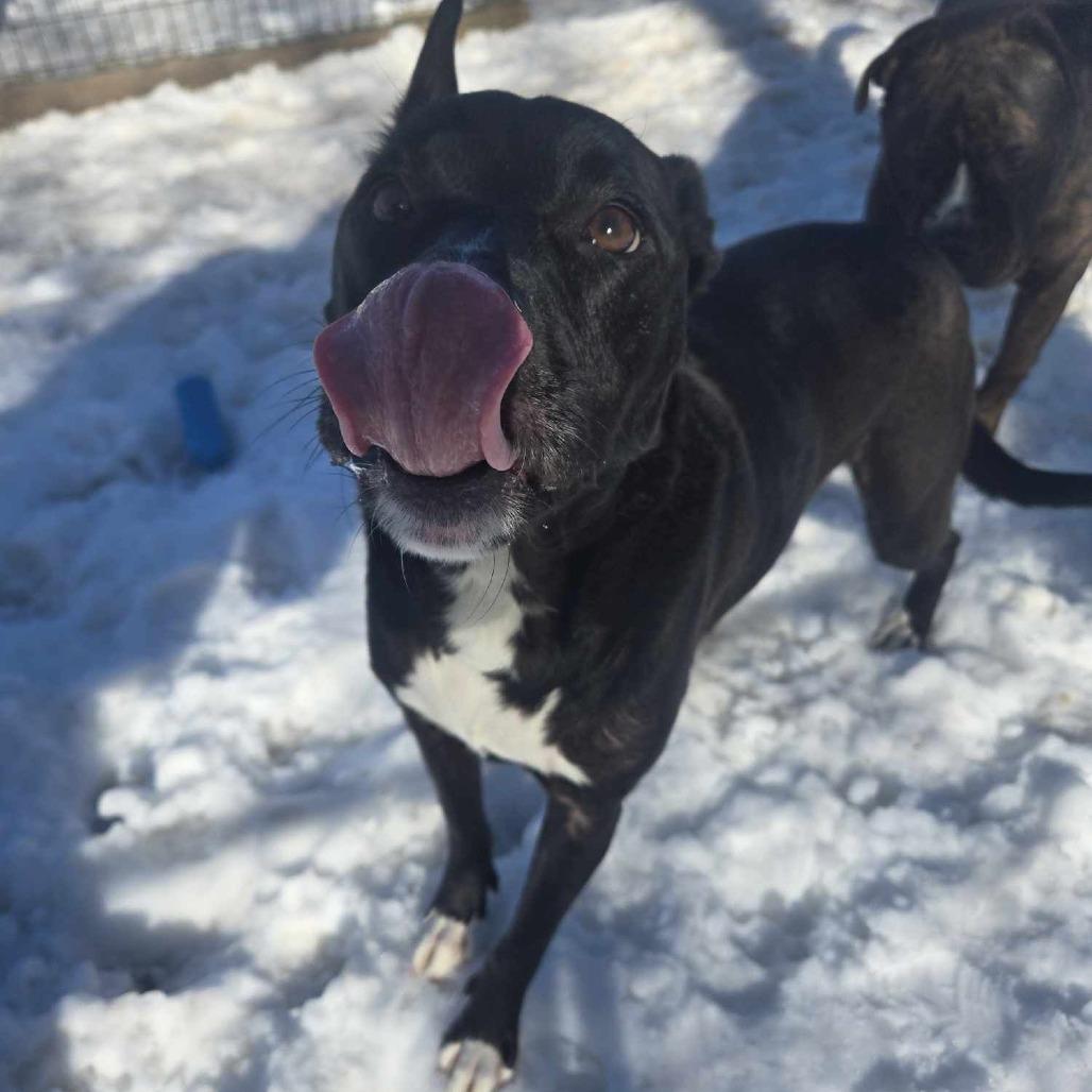 Zoomba, a Adoptable American Staffordshire Terrier in Park Falls, WI image 4/6