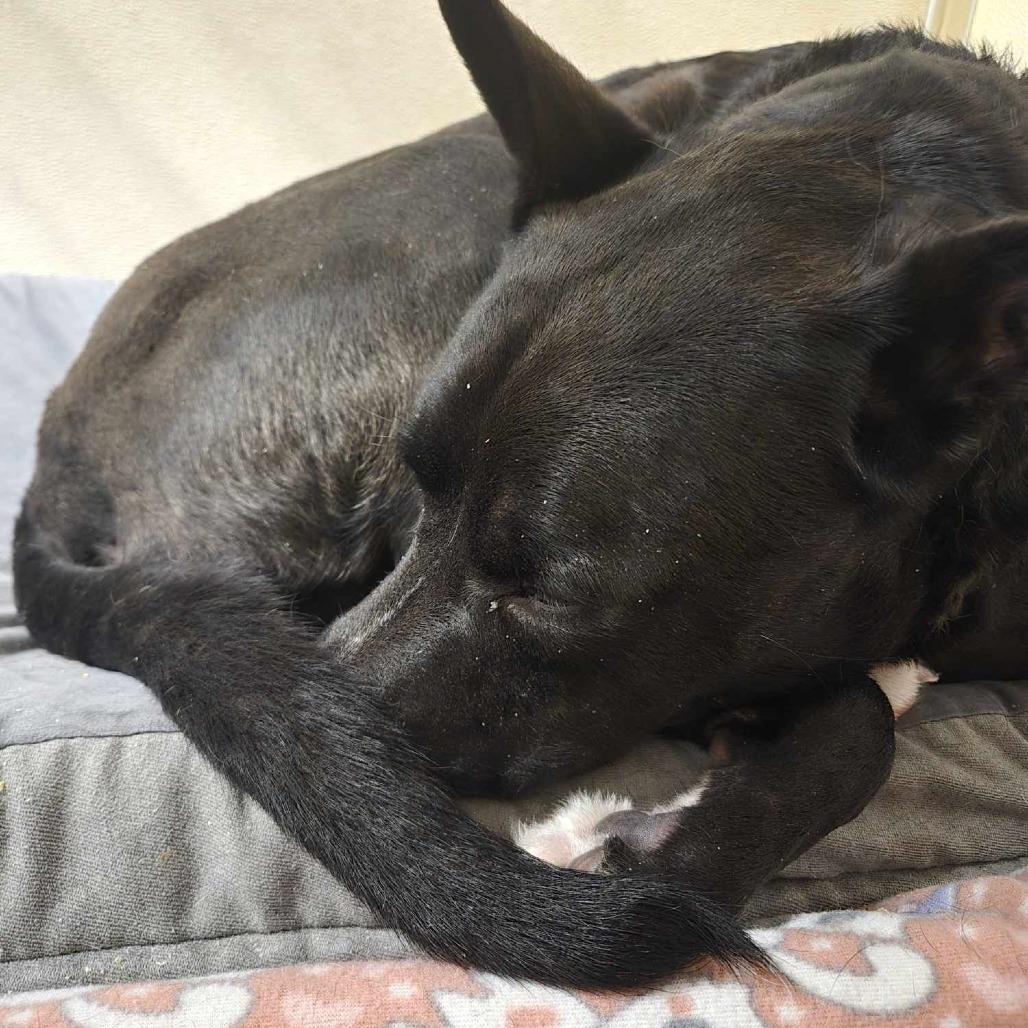 Zoomba, a Adoptable American Staffordshire Terrier in Park Falls, WI image 5/6