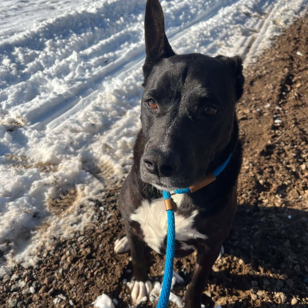 Zoomba, a Adoptable American Staffordshire Terrier in Park Falls, WI image 6/6