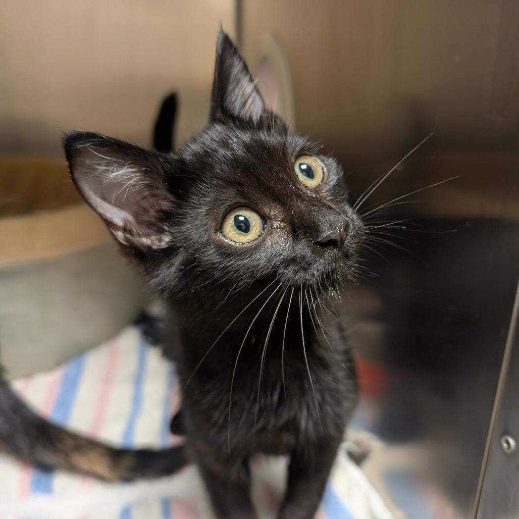 Enlarge Cricket, a Adoptable Domestic Short Hair image 1/2