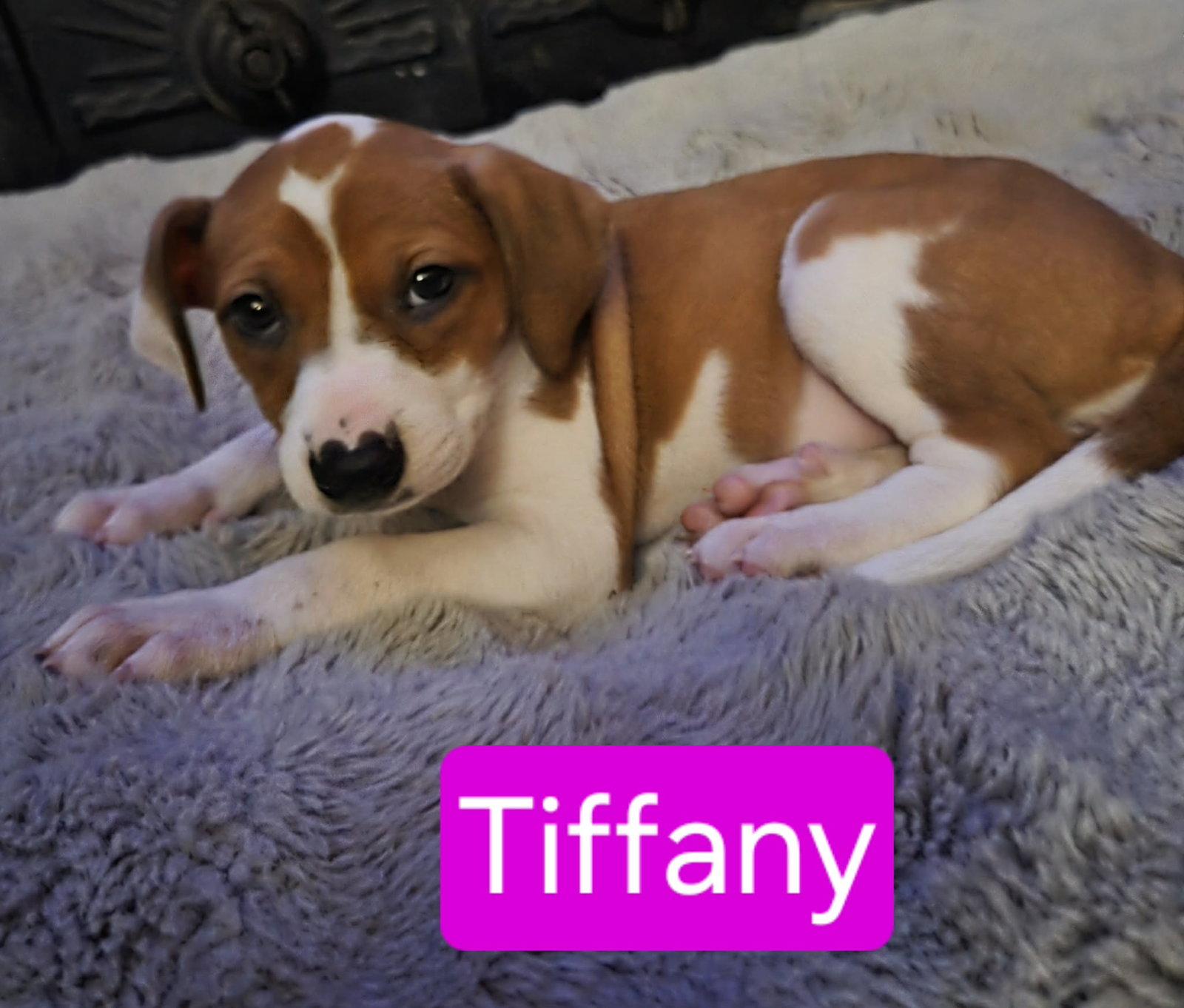 Tiffany, Adoptable, Puppy Female Beagle & Boxer.