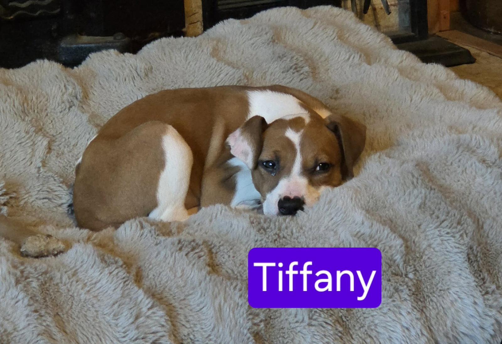 Enlarge Tiffany, a Adoptable mixed breed in Mechanicsburg, PA image 2/2
