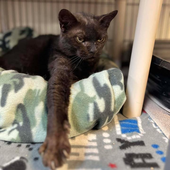 Enlarge Syn, a Adoptable Domestic Medium Hair in Milan, IL image 1/4