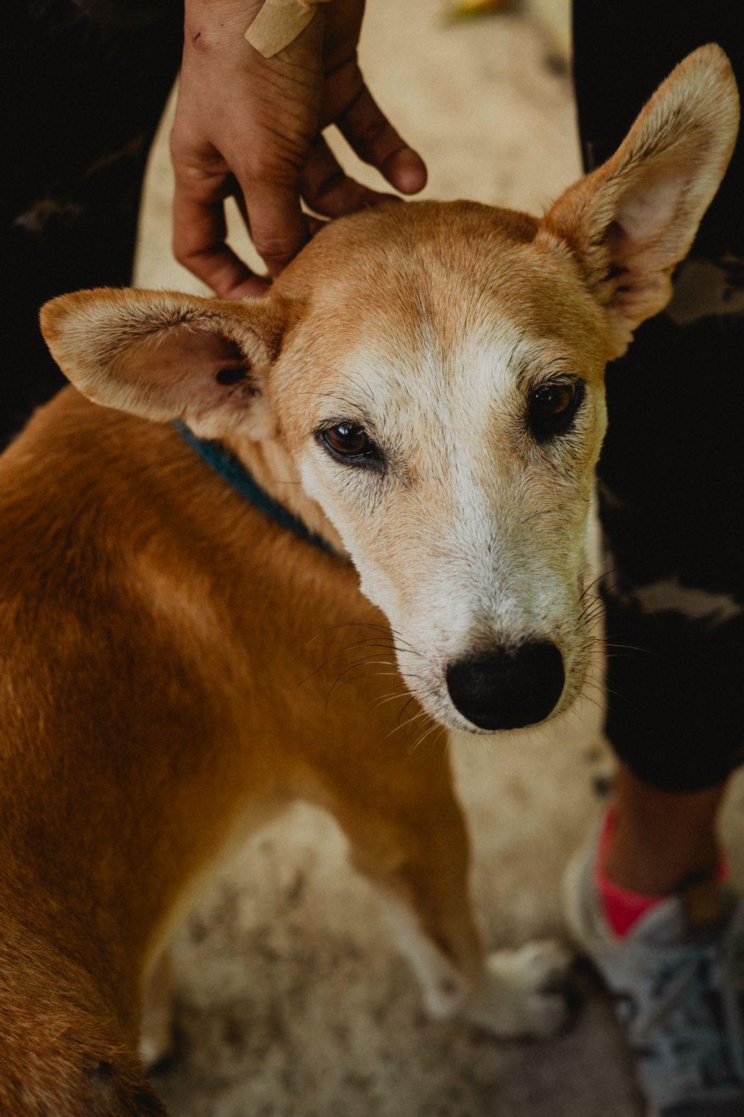 Enlarge Whiskey, a ADOPTABLE mixed breed in New York, NY image 2/6