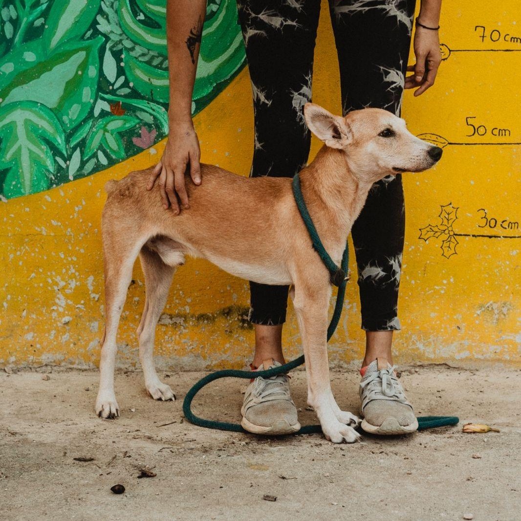 Enlarge Whiskey, a ADOPTABLE mixed breed in New York, NY image 6/6