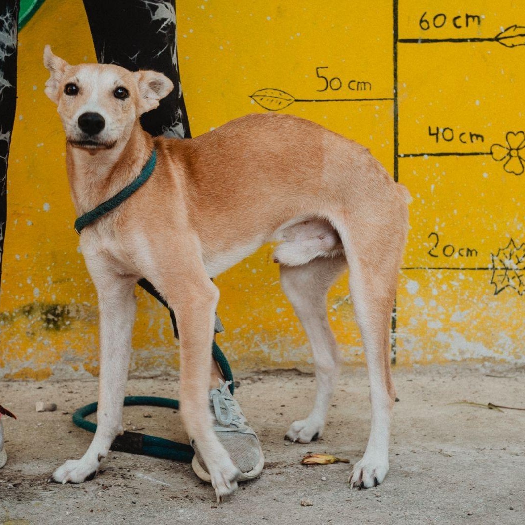 Enlarge Whiskey, a ADOPTABLE mixed breed in New York, NY image 1/6