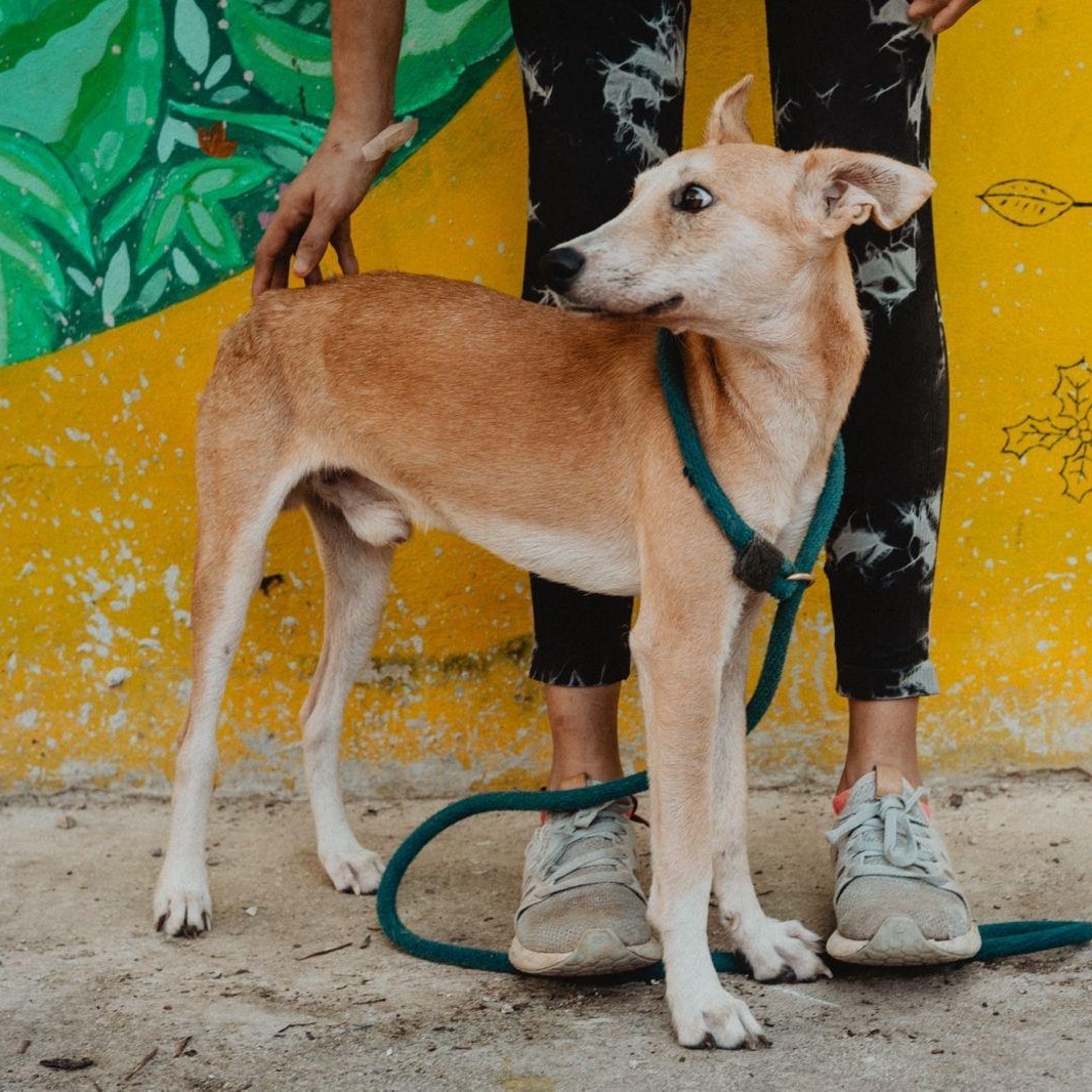 Enlarge Whiskey, a ADOPTABLE mixed breed in New York, NY image 5/6