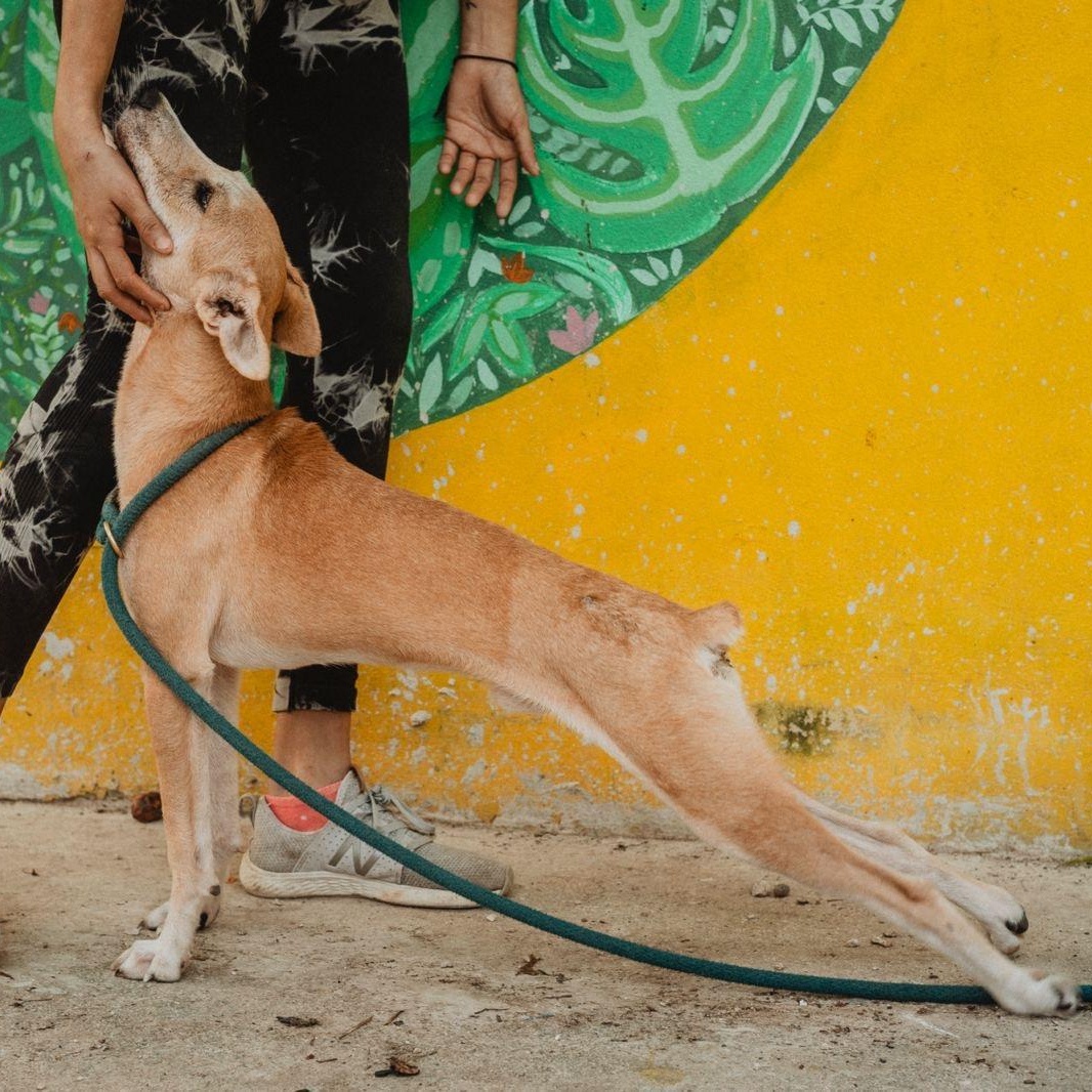 Enlarge Whiskey, a ADOPTABLE mixed breed in New York, NY image 4/6