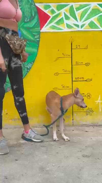 Enlarge Whiskey, a ADOPTABLE mixed breed in New York, NY video 3/6