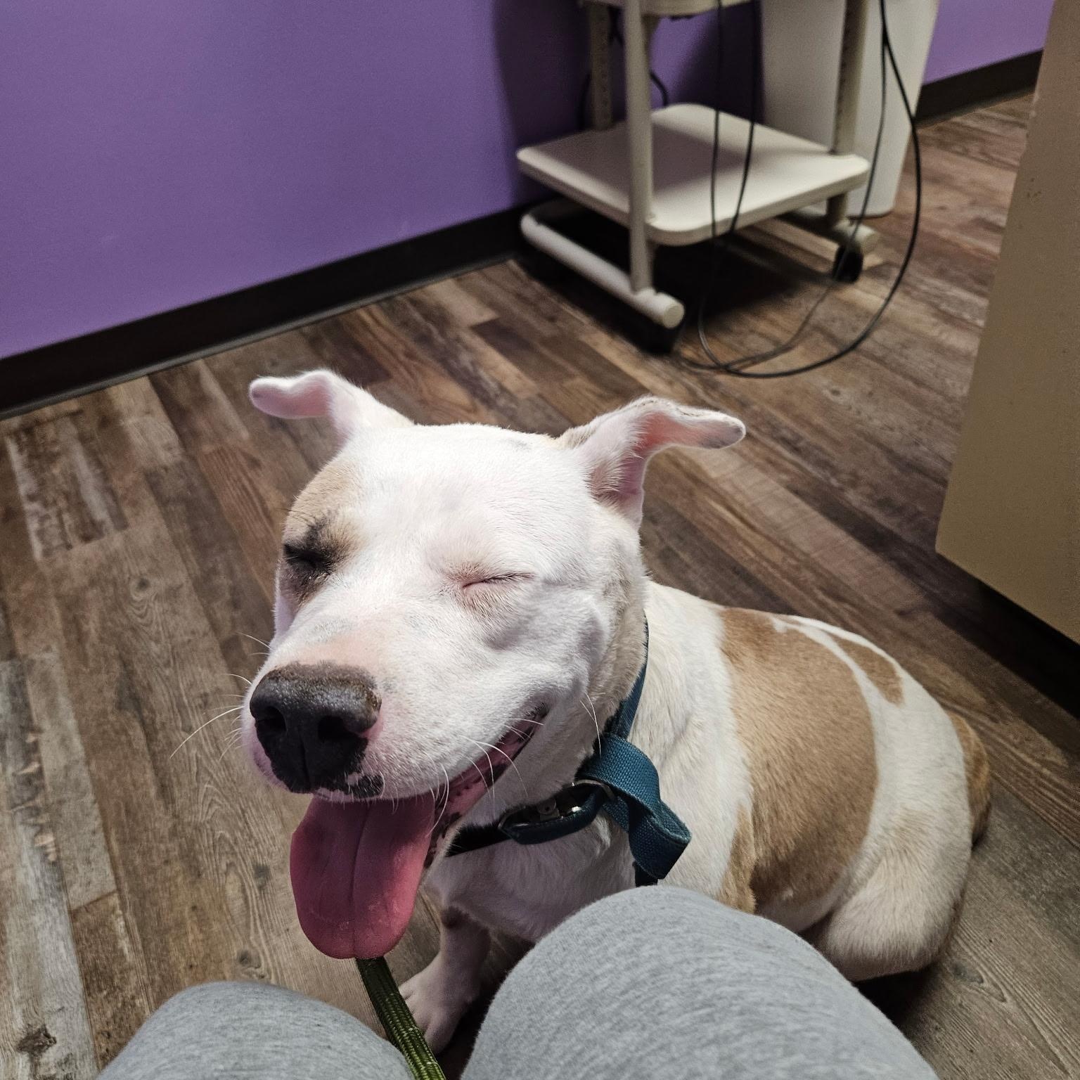 Enlarge Missy, a Adoptable mixed breed in Simmesport, LA image 3/5