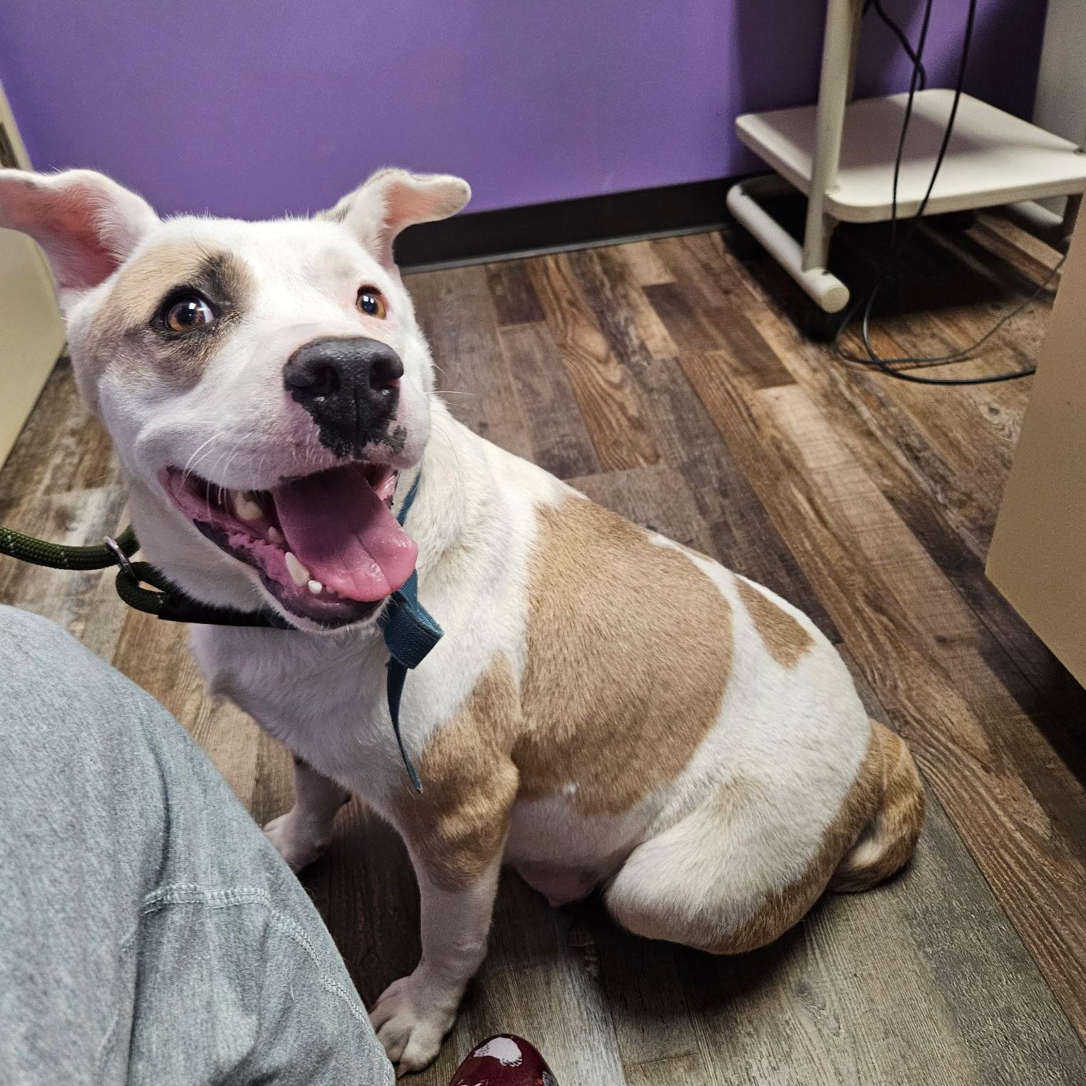 Missy, Young Female Pit Bull Terrier
