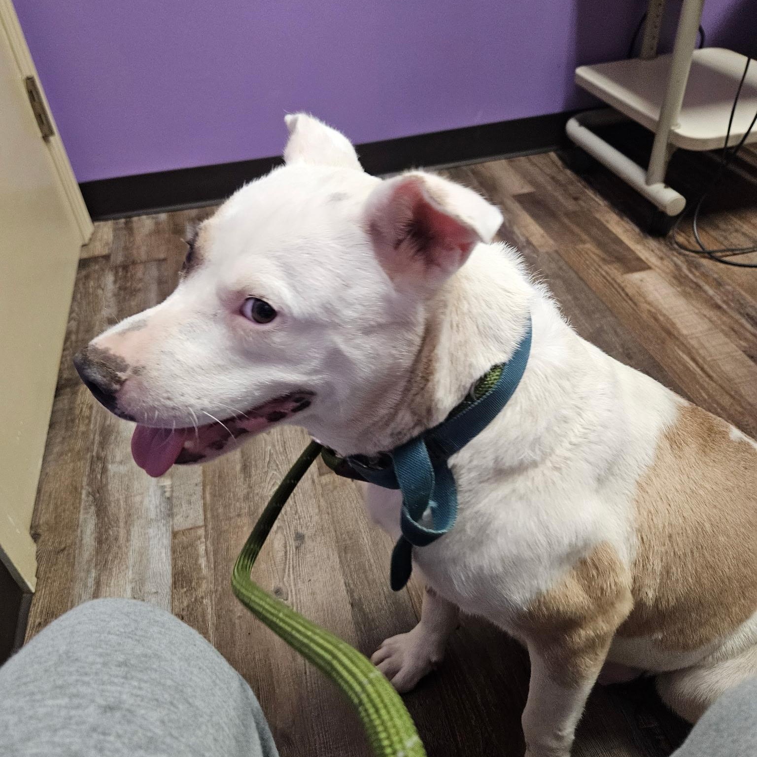 Enlarge Missy, a Adoptable mixed breed in Simmesport, LA image 4/5