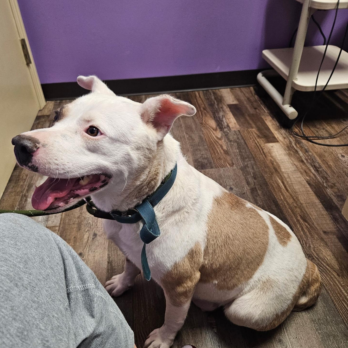 Enlarge Missy, a Adoptable mixed breed in Simmesport, LA image 5/5