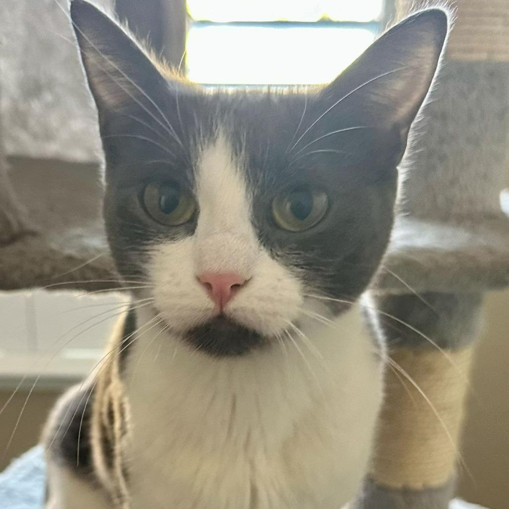 Belle (aka Boomer/Cherry), adopted, Adult Female Domestic Short Hair.