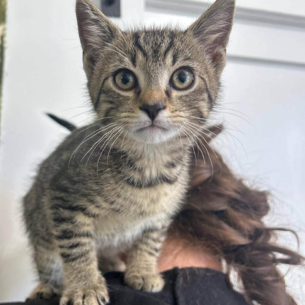 Enlarge Parrot, a Adoptable Domestic Short Hair in North Canton, OH image 1/1