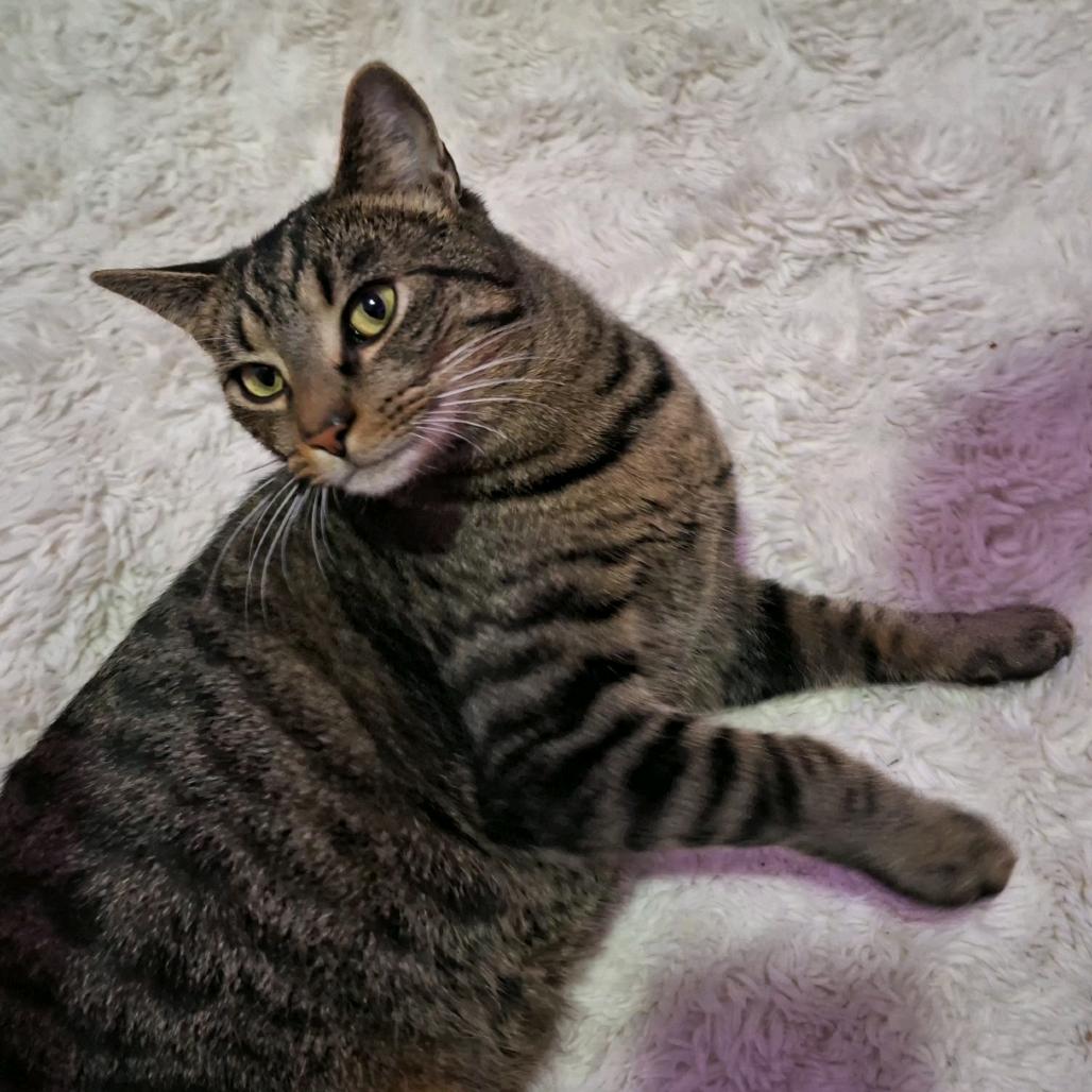 Enlarge Parrot, a Adoptable Domestic Short Hair in North Canton, OH image 1/2