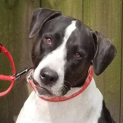Jill, Adoptable, Adult Female Hound & American Bulldog.