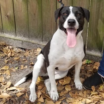 Enlarge Jill, a Adoptable mixed breed in Savannah, GA image 2/3