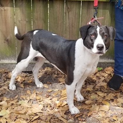 Enlarge Jill, a Adoptable mixed breed in Savannah, GA image 3/3