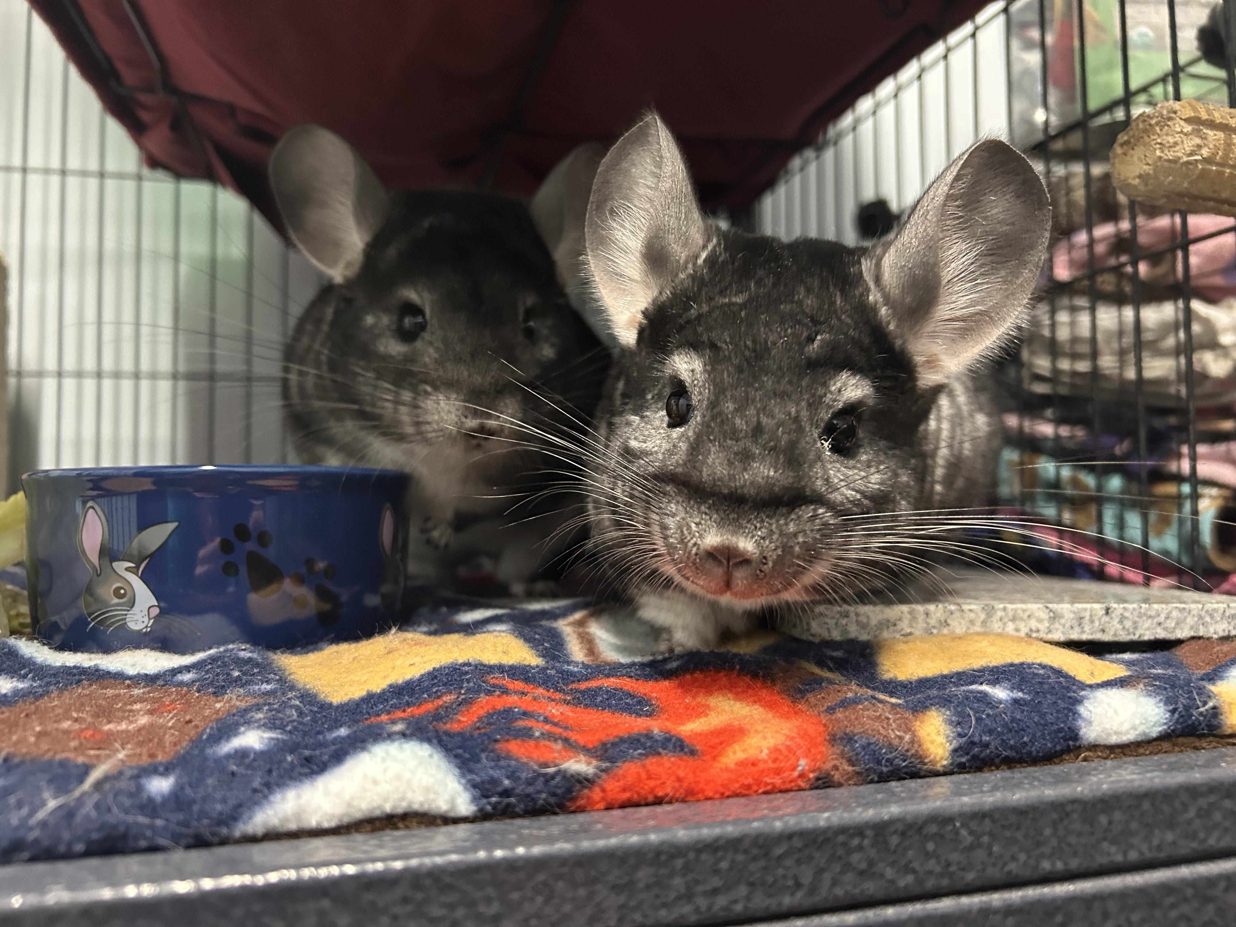 Finneas and Ferb, ADOPTABLE, Adult Male Chinchilla.