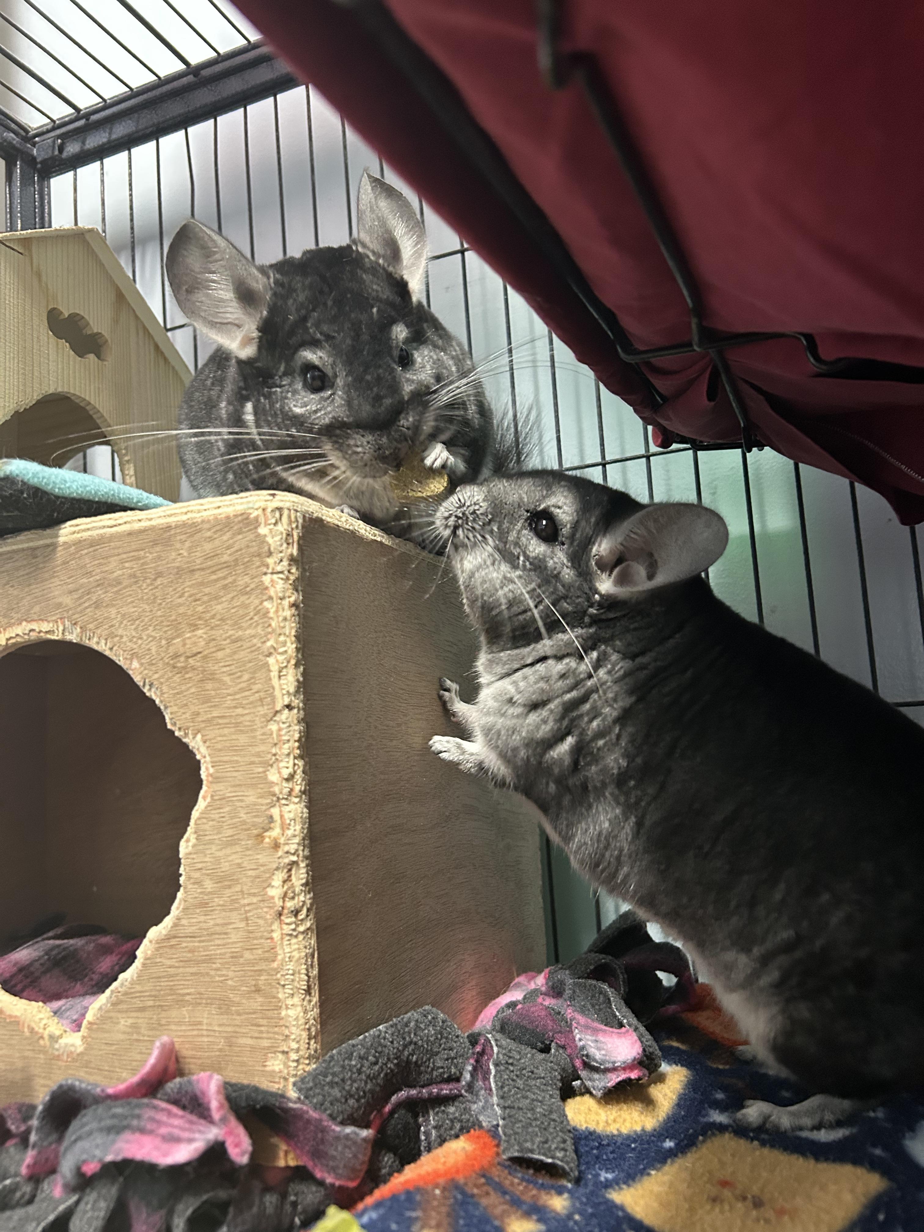 Enlarge Finneas and Ferb, a ADOPTABLE Chinchilla in Edgewood, MD image 2/6