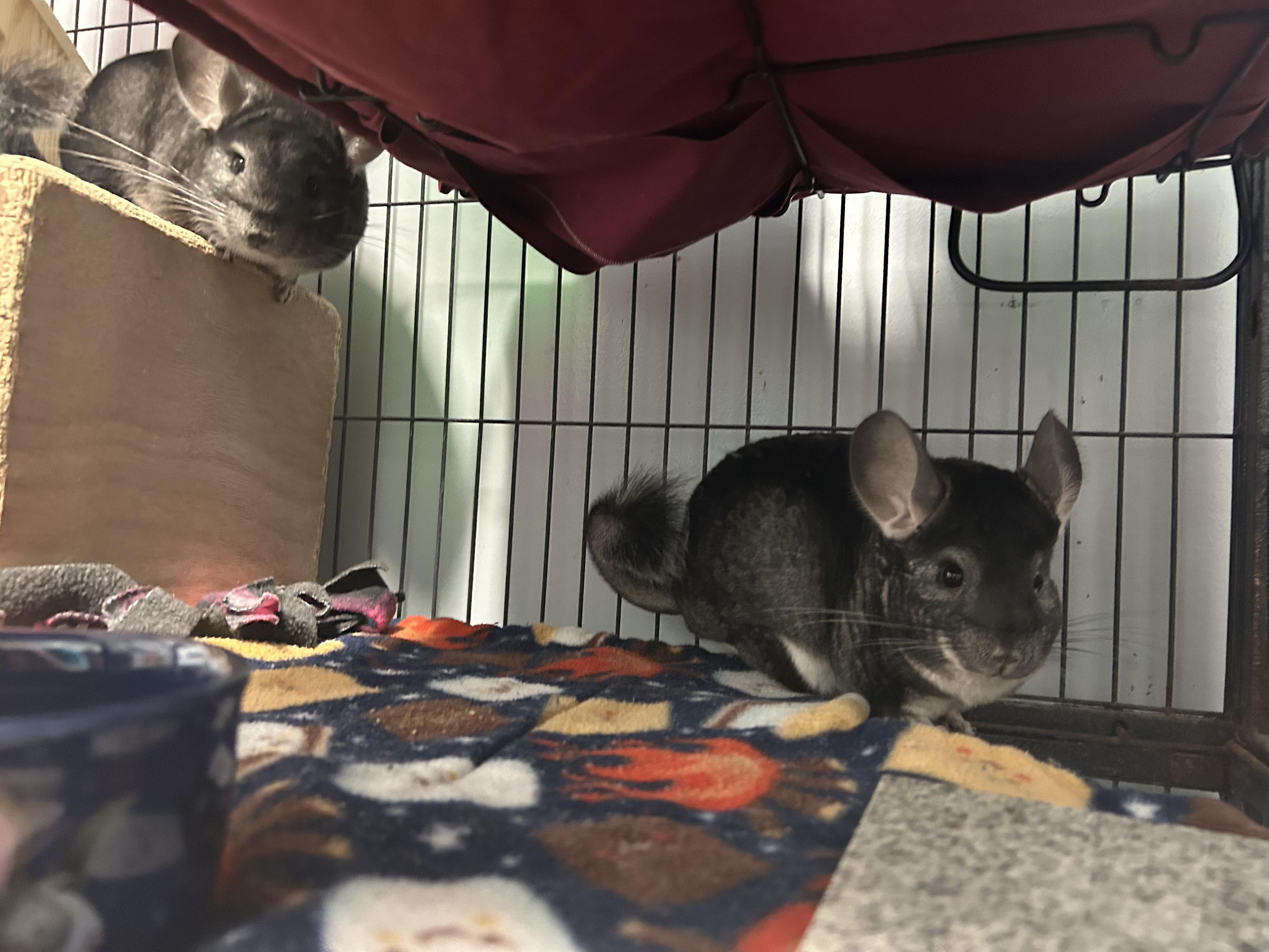 Enlarge Finneas and Ferb, a ADOPTABLE Chinchilla in Edgewood, MD image 4/6