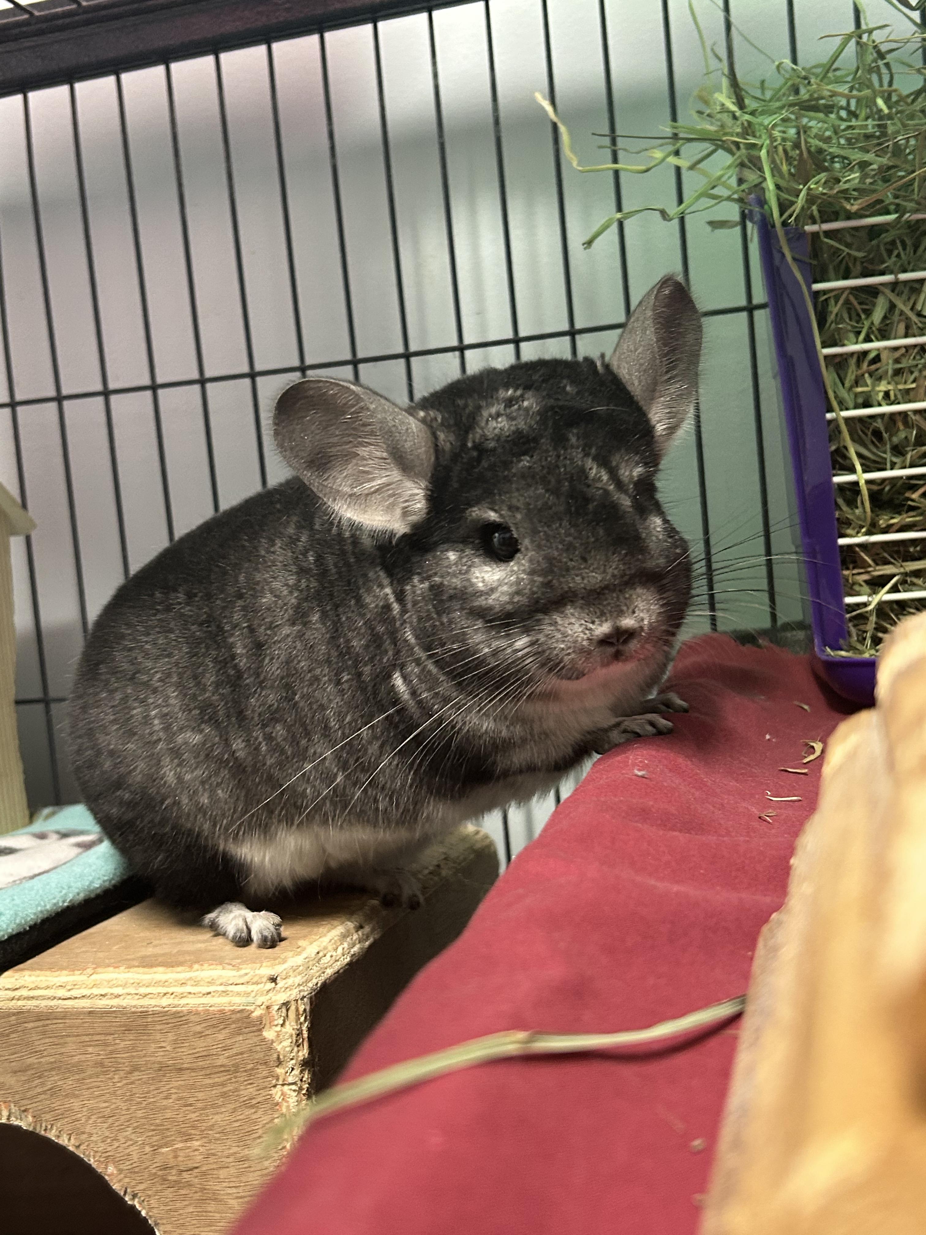 Enlarge Finneas and Ferb, a ADOPTABLE Chinchilla in Edgewood, MD image 6/6