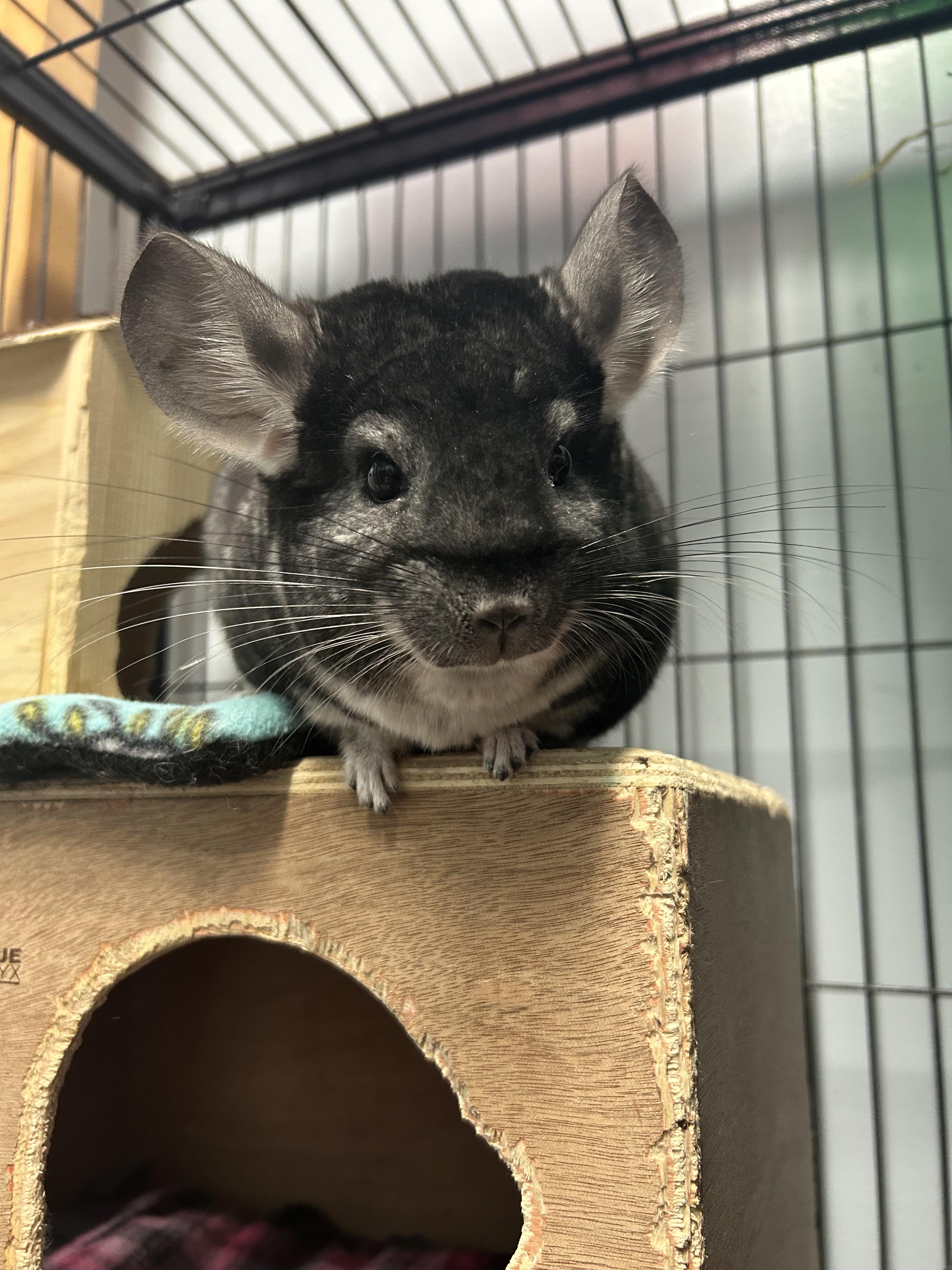 Enlarge Finneas and Ferb, a ADOPTABLE Chinchilla in Edgewood, MD image 5/6