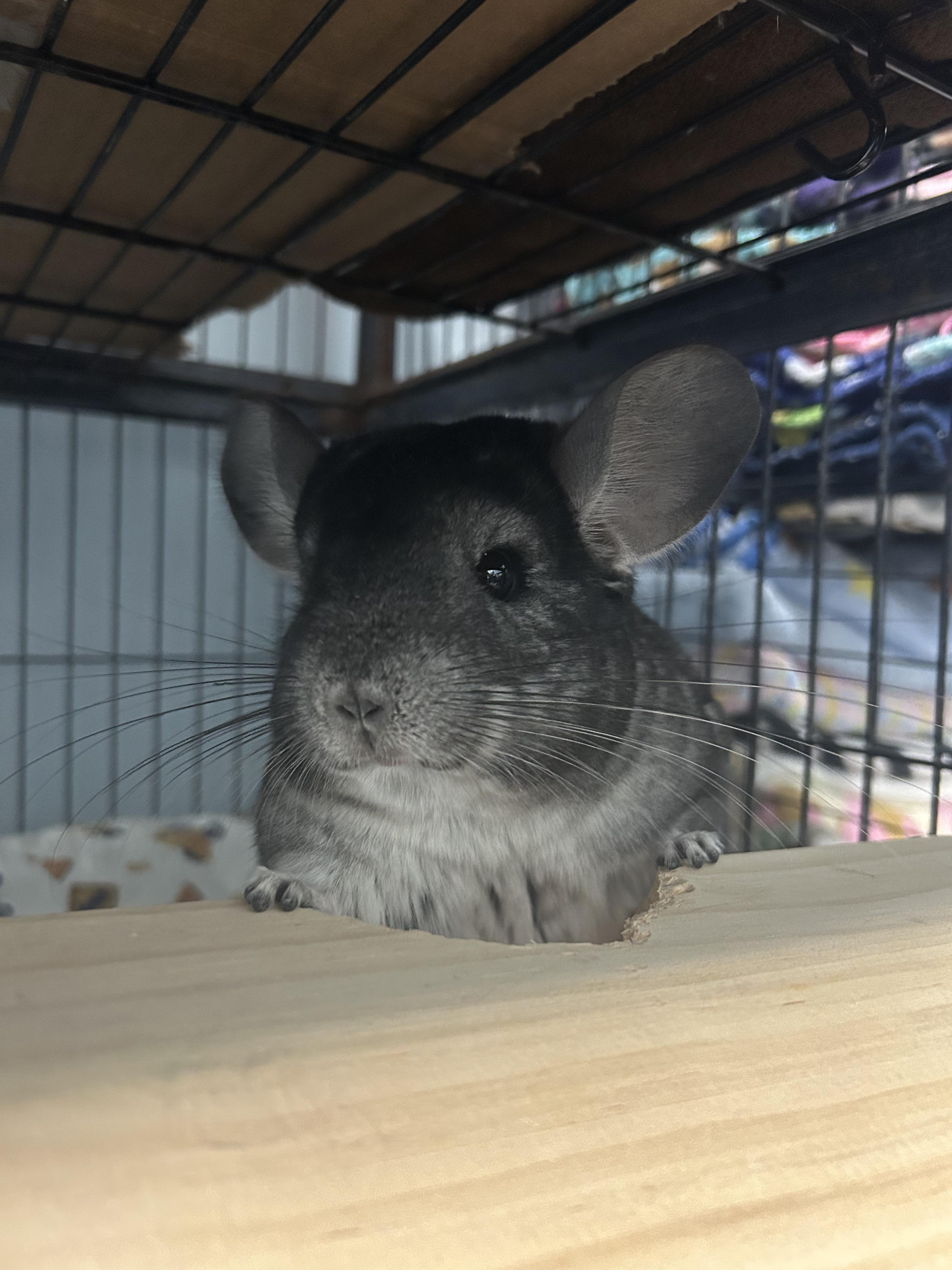 Enlarge Finneas and Ferb, a ADOPTABLE Chinchilla in Edgewood, MD image 3/6