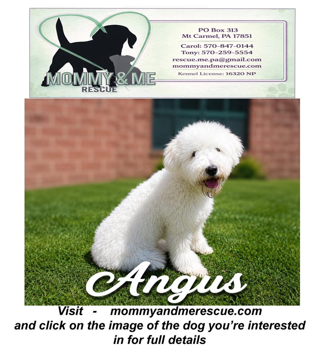 Angus, a Adoptable mixed breed in Mt Carmel, PA image 2/2