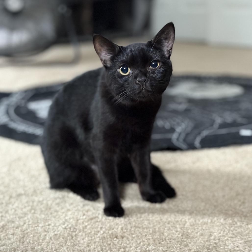 Onyx, Adoptable, Young Female Domestic Short Hair.