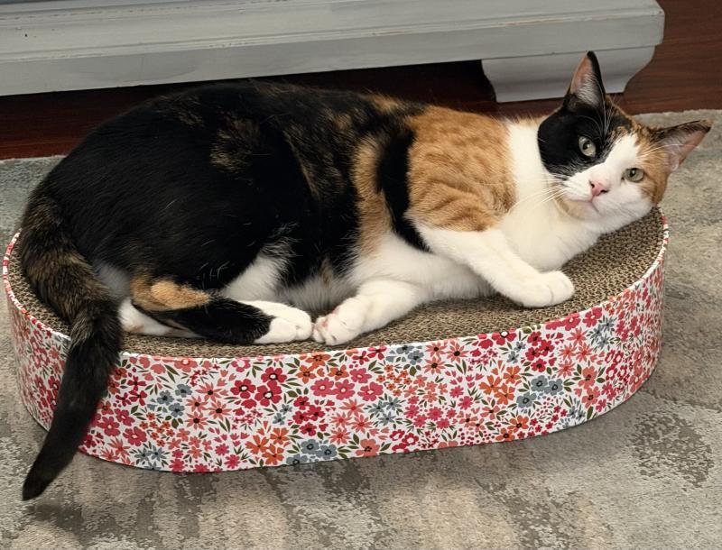 Lilly, Adoptable, Adult Female Calico & Domestic Medium Hair.